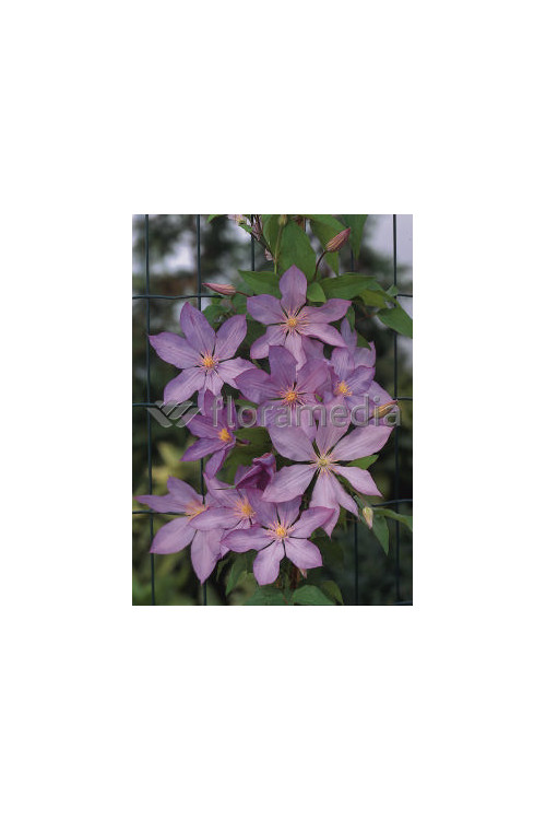 Powojnik 'Proteus' | Clematis