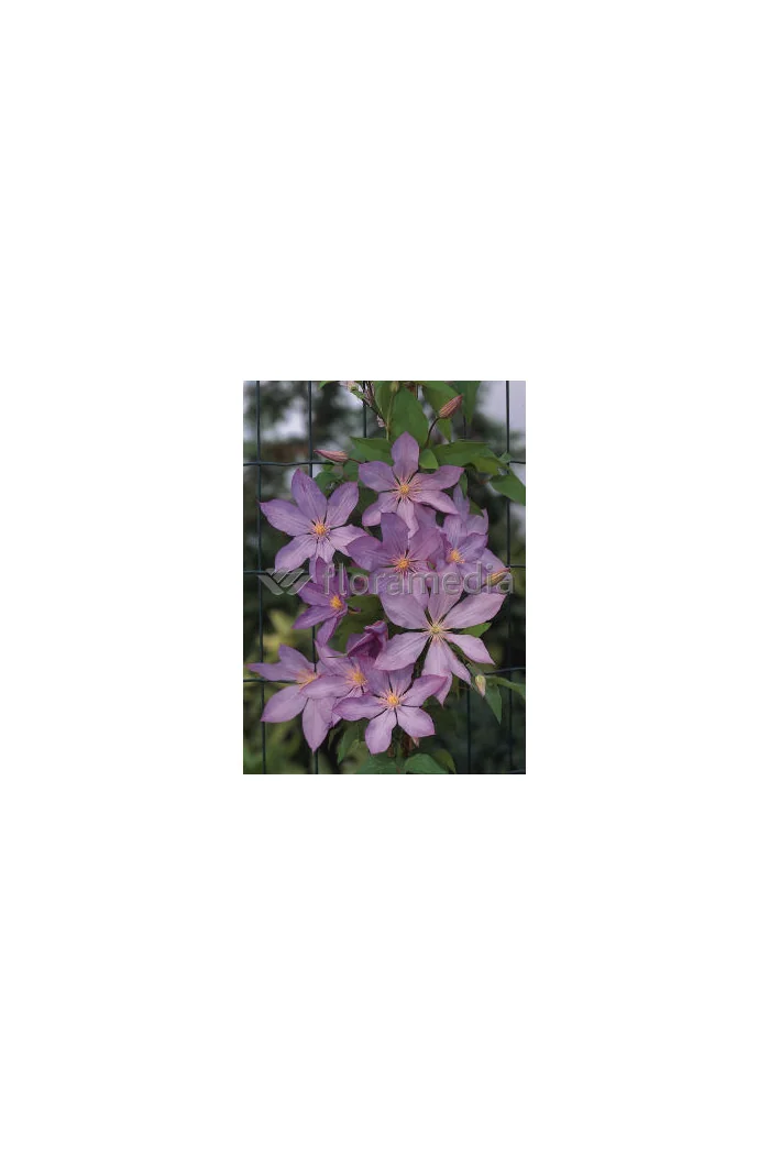 Powojnik 'Proteus' | Clematis