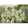 Tawułka arendsa 'Astary White' Astilbe arendsii