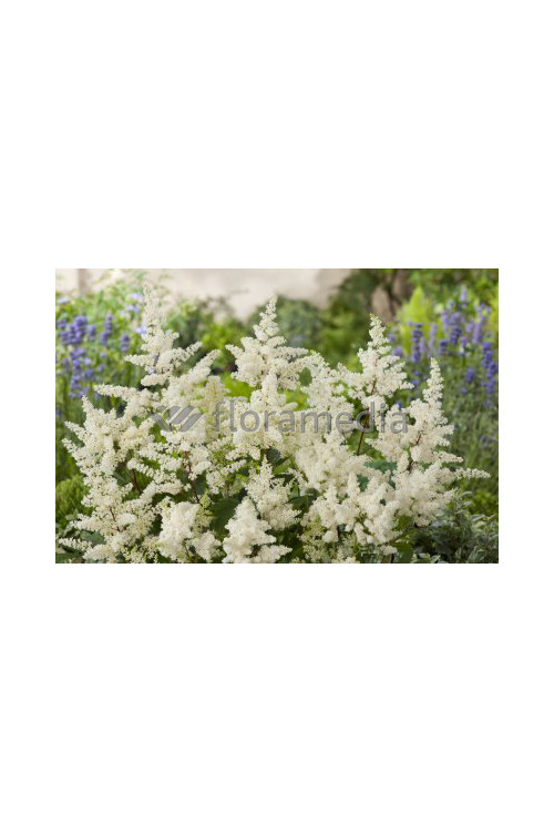Tawułka arendsa 'Astary White' Astilbe arendsii