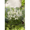 Tawułka arendsa 'Astary White' Astilbe arendsii