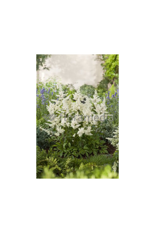 Tawułka arendsa 'Astary White' Astilbe arendsii