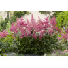 Tawułka arendsa 'Astary Pink' Astilbe arendsii