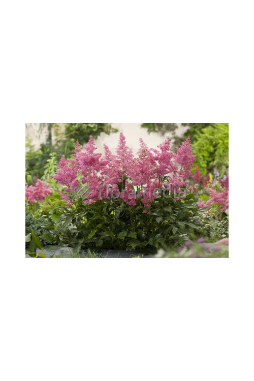 Tawułka arendsa 'Astary Pink' Astilbe arendsii
