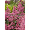 Tawułka arendsa 'Astary Pink' Astilbe arendsii