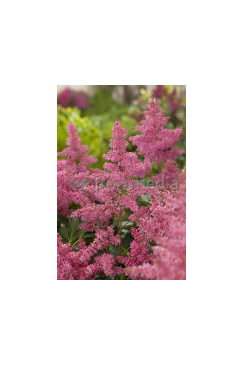Tawułka arendsa 'Astary Pink' Astilbe arendsii