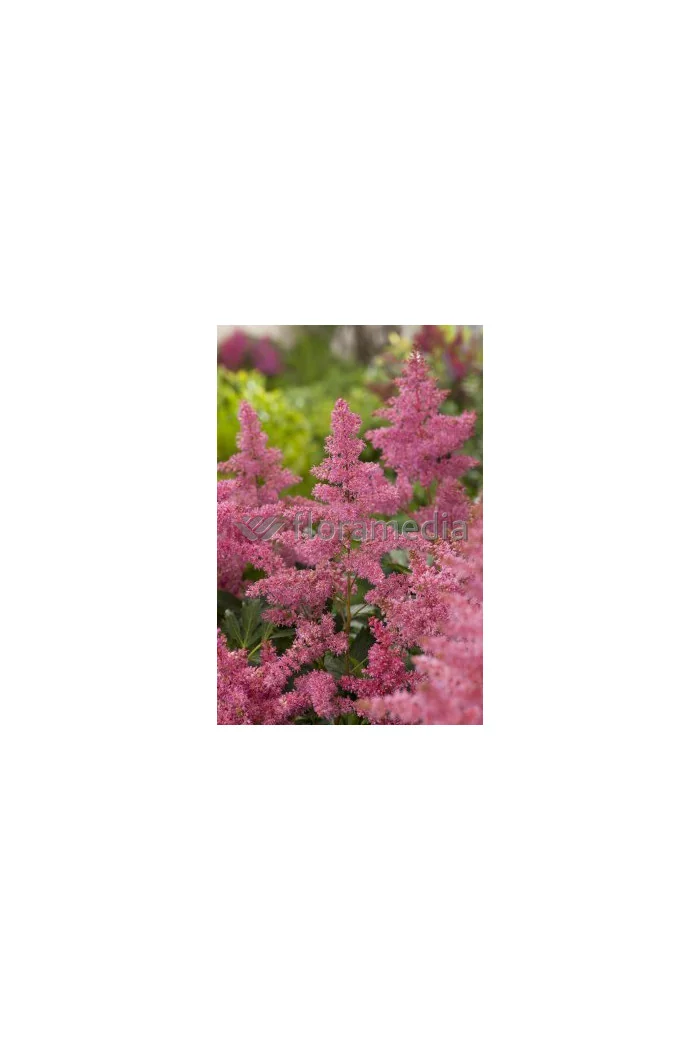Tawułka arendsa 'Astary Pink' Astilbe arendsii