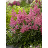 Tawułka arendsa 'Astary Pink' Astilbe arendsii