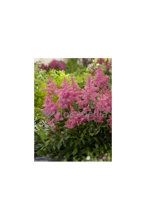 Tawułka arendsa 'Astary Pink' Astilbe arendsii