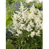 Tawułka arendsa 'Astary White' Astilbe arendsii
