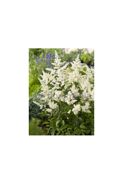 Tawułka arendsa 'Astary White' Astilbe arendsii