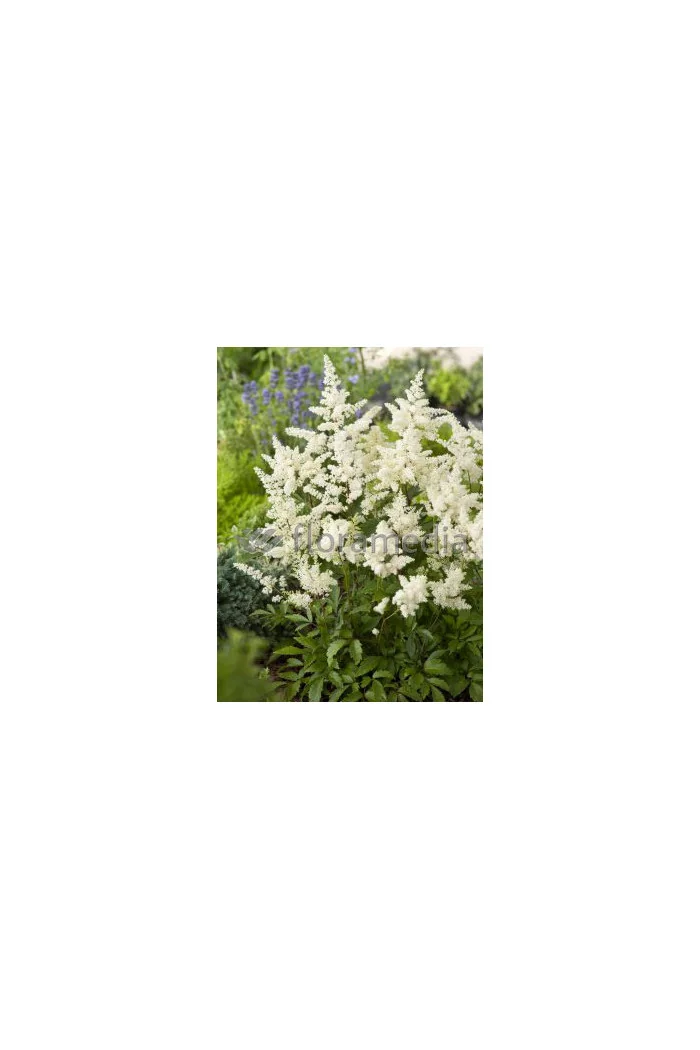 Tawułka arendsa 'Astary White' Astilbe arendsii