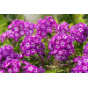 Floks wiechowaty 'Laura' Phlox panniculata
