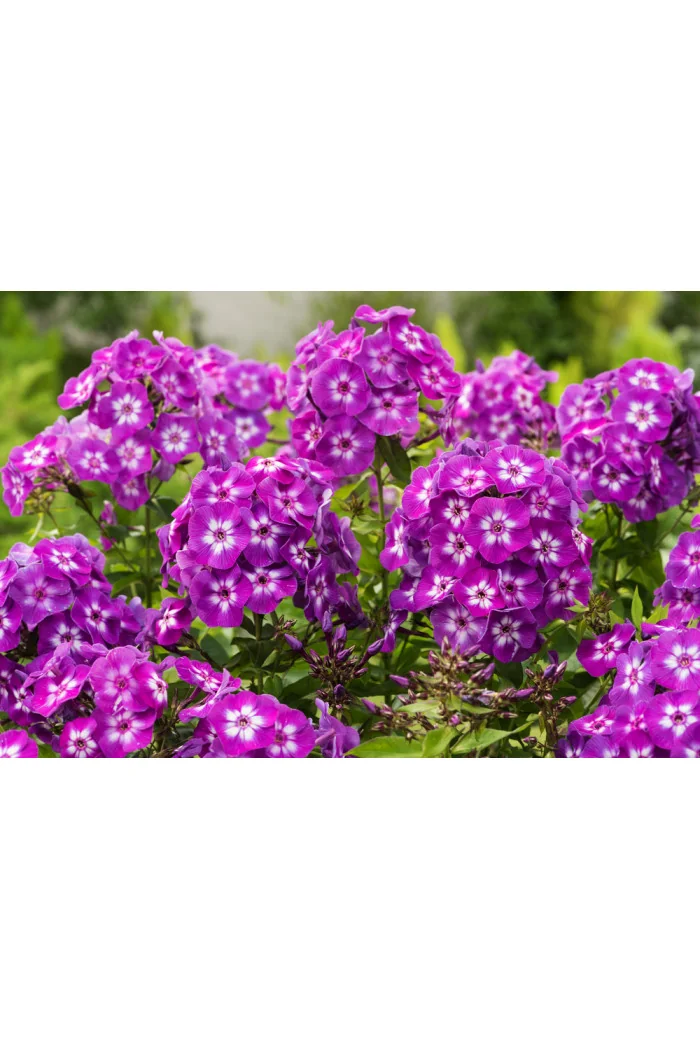 Floks wiechowaty 'Laura' Phlox panniculata