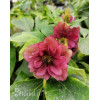 Ciemiernik orientalny 'Double Ellen Red' | Helleborus orientalis
