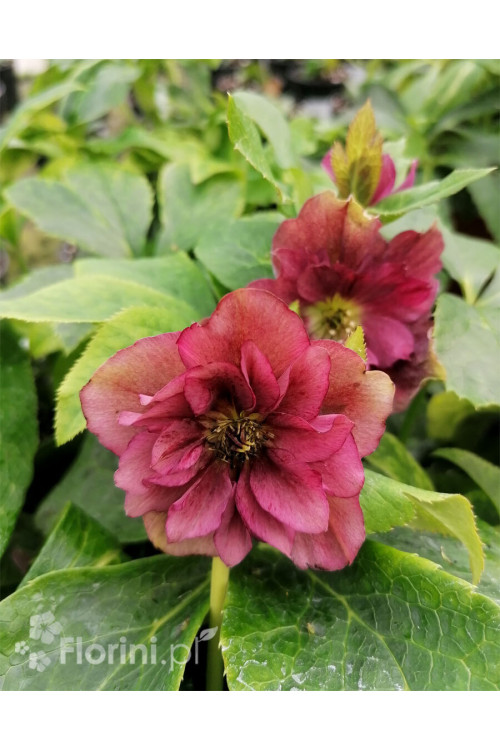 Ciemiernik orientalny 'Double Ellen Red' | Helleborus orientalis