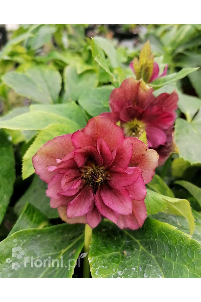Ciemiernik orientalny 'Double Ellen Red' | Helleborus orientalis