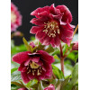 Ciemiernik orientalny 'Double Ellen Red' | Helleborus orientalis