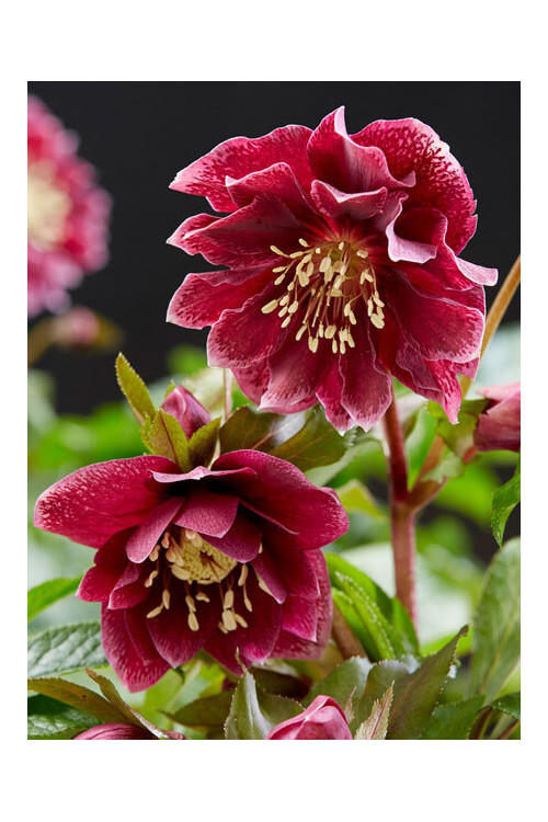 Ciemiernik orientalny 'Double Ellen Red' | Helleborus orientalis