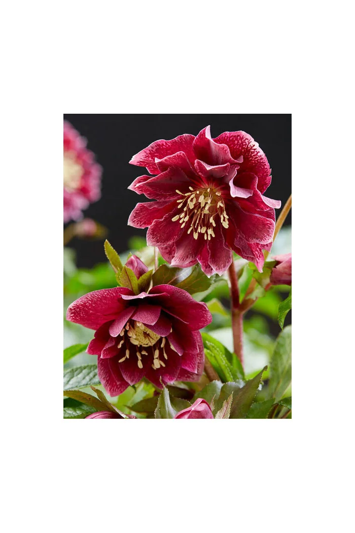 Ciemiernik orientalny 'Double Ellen Red' | Helleborus orientalis