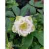 Ciemiernik orientalny 'Double Ellen Yellow Spotted' | Helleborus orientalis