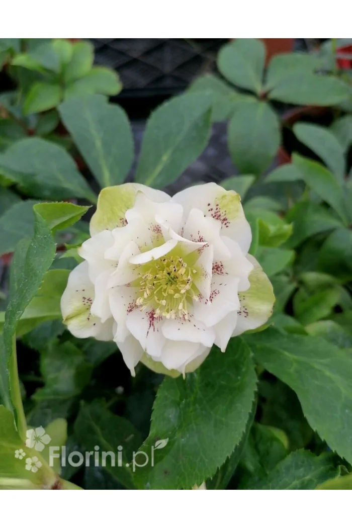 Ciemiernik orientalny 'Double Ellen Yellow Spotted' | Helleborus orientalis