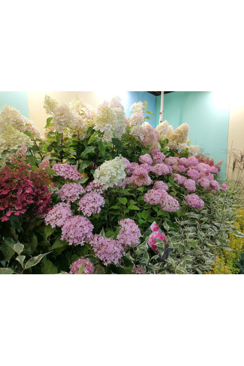 Hortensja drzewiasta 'Pink Anabelle' | Hydrangea arborescens