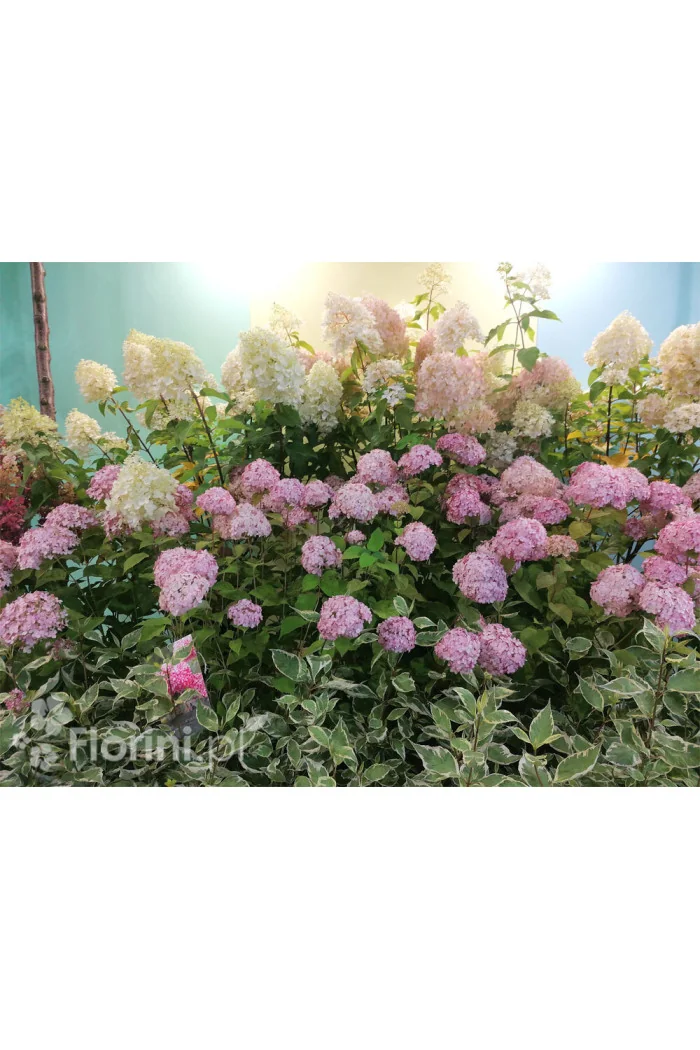 Hortensja drzewiasta 'Pink Anabelle' | Hydrangea arborescens