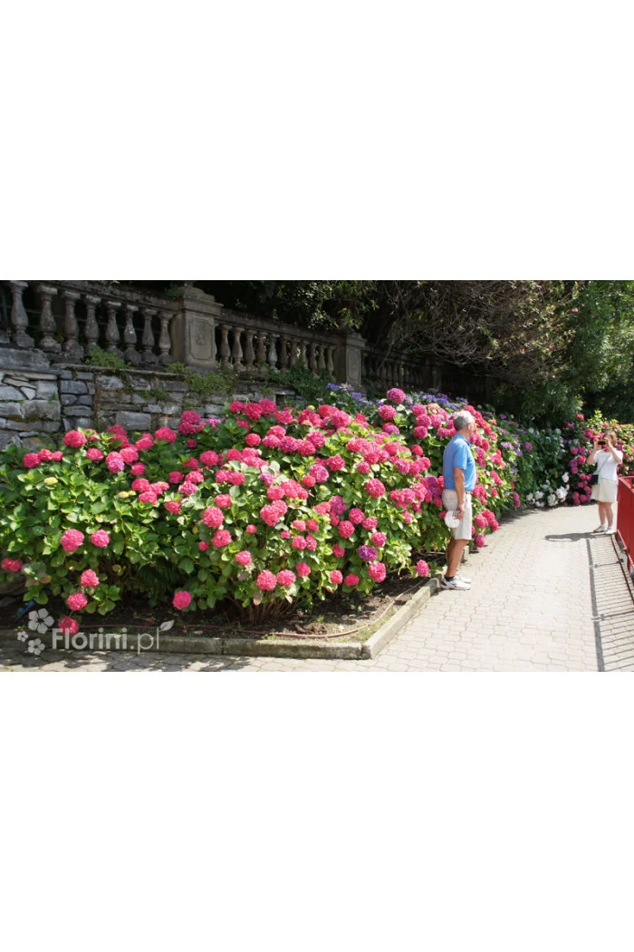 Hortensja ogrodowa 'Royal Red' | Hydrangea macrophylla