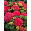 Hortensja ogrodowa 'Royal Red' | Hydrangea macrophylla