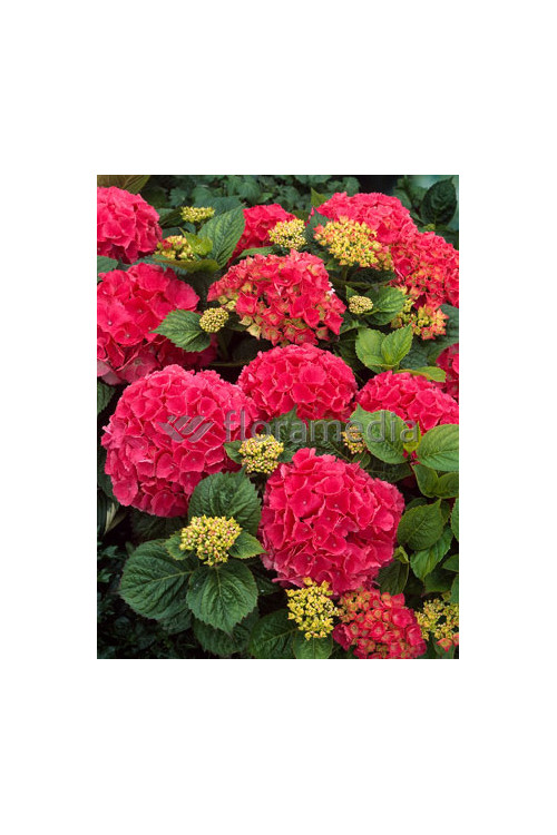 Hortensja ogrodowa 'Royal Red' | Hydrangea macrophylla