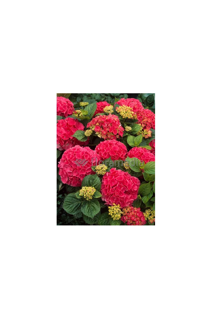 Hortensja ogrodowa 'Royal Red' | Hydrangea macrophylla