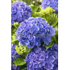 Hortensja ogrodowa 'Bella' | Hydrangea macrophylla