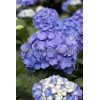 Hortensja ogrodowa 'Bella' | Hydrangea macrophylla