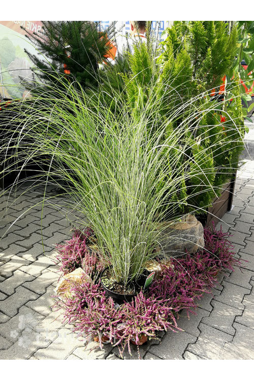 Miskant chiński 'Morning Light' | Miscanthus sinensis