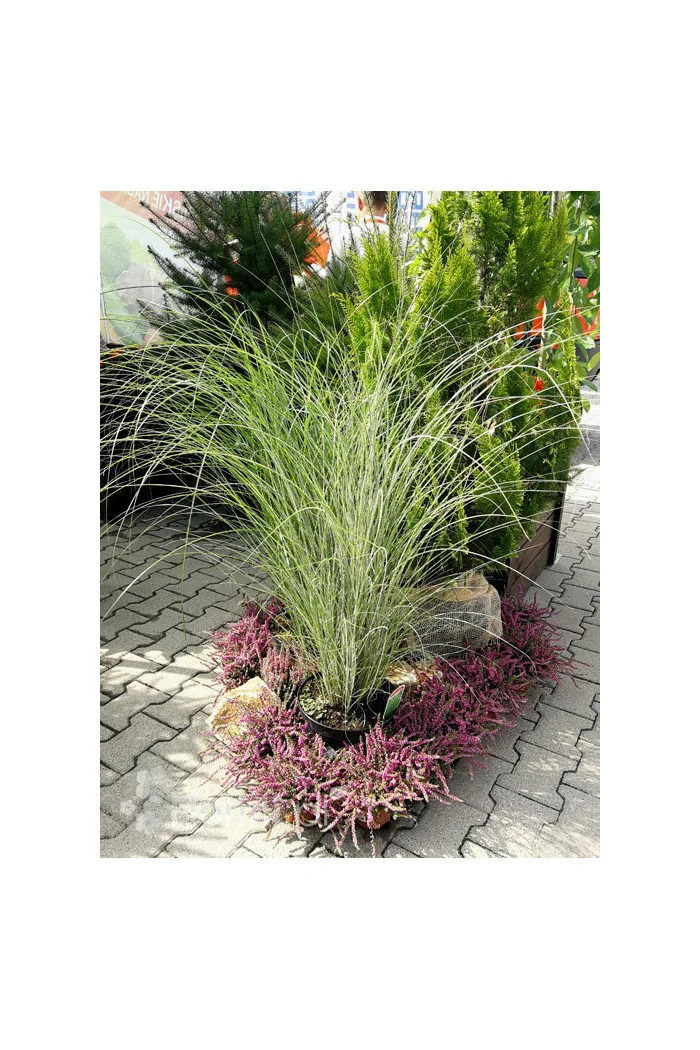 Miskant chiński 'Morning Light' | Miscanthus sinensis