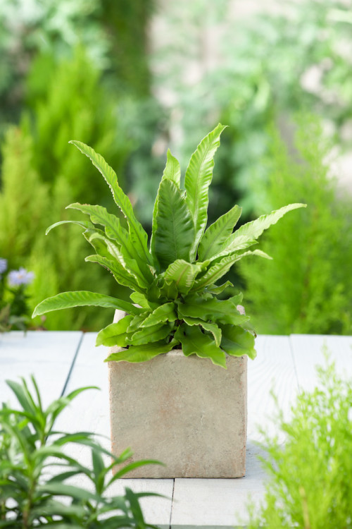 Języcznik zwyczajny | Phyllitis scolopendrium (Asplenium scolopendrium)