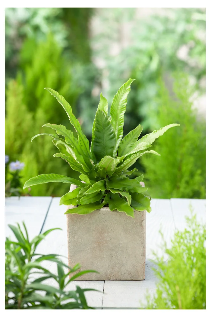 Języcznik zwyczajny | Phyllitis scolopendrium (Asplenium scolopendrium)