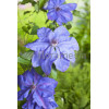 Powojnik 'Xerxes' | Clematis