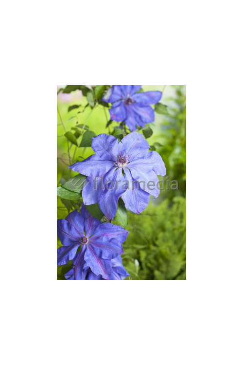 Powojnik 'Xerxes' | Clematis