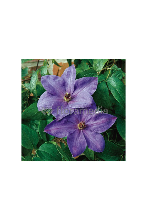 Powojnik 'Xerxes' | Clematis