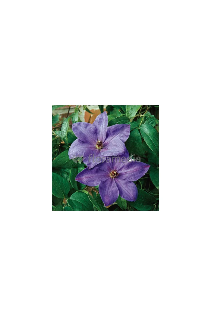 Powojnik 'Xerxes' | Clematis