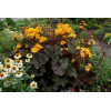 Języczka 'Osiris Fantaisie' Ligularia