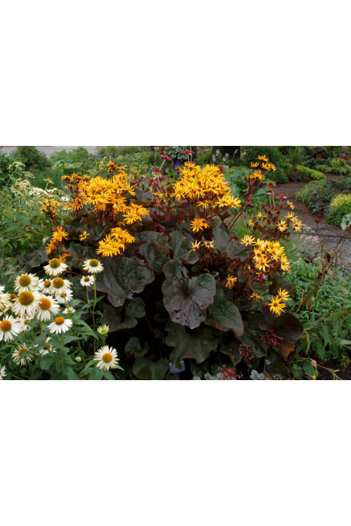 Języczka 'Osiris Fantaisie' Ligularia