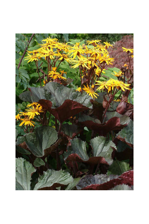 Języczka 'Osiris Fantaisie' Ligularia