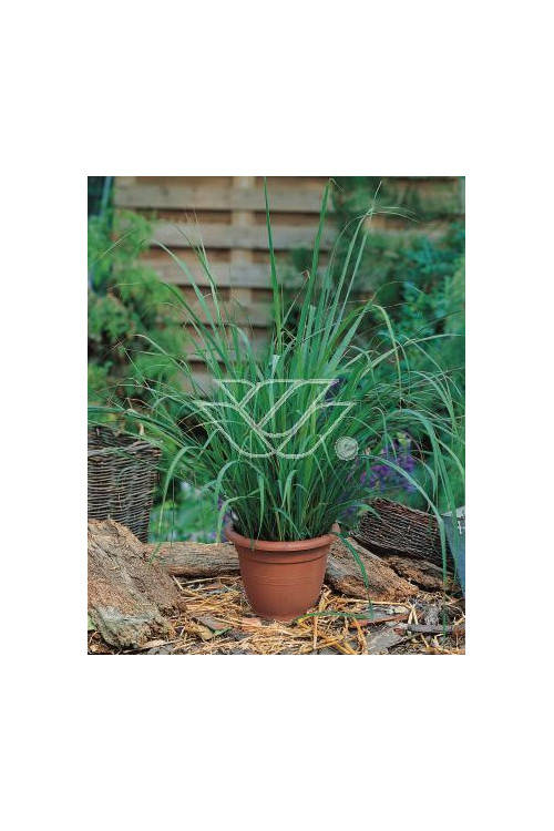 Trawa cytrynowa (Lemongrass) | Cymbopogon citratus