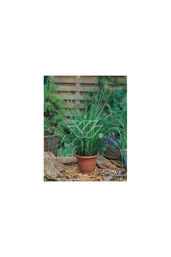 Trawa cytrynowa (Lemongrass) | Cymbopogon citratus