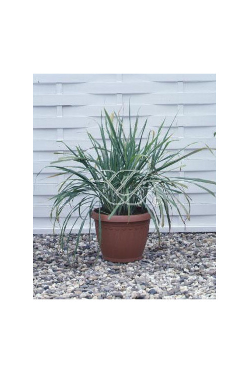 Trawa cytrynowa (Lemongrass) | Cymbopogon citratus