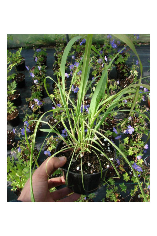 Trawa cytrynowa (Lemongrass) | Cymbopogon citratus