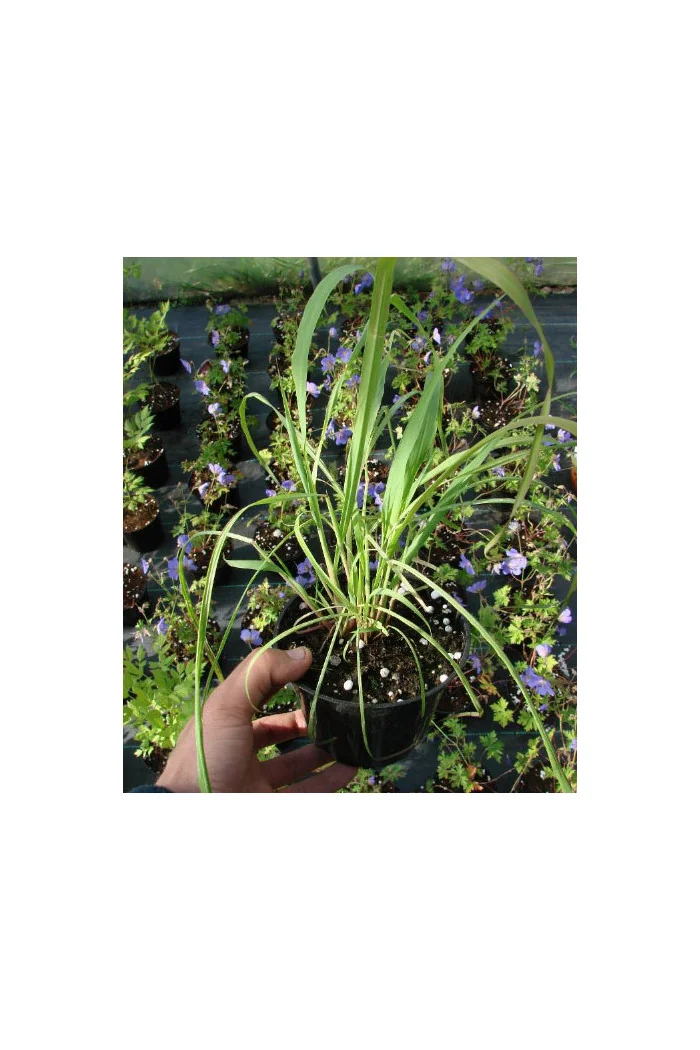 Trawa cytrynowa (Lemongrass) | Cymbopogon citratus